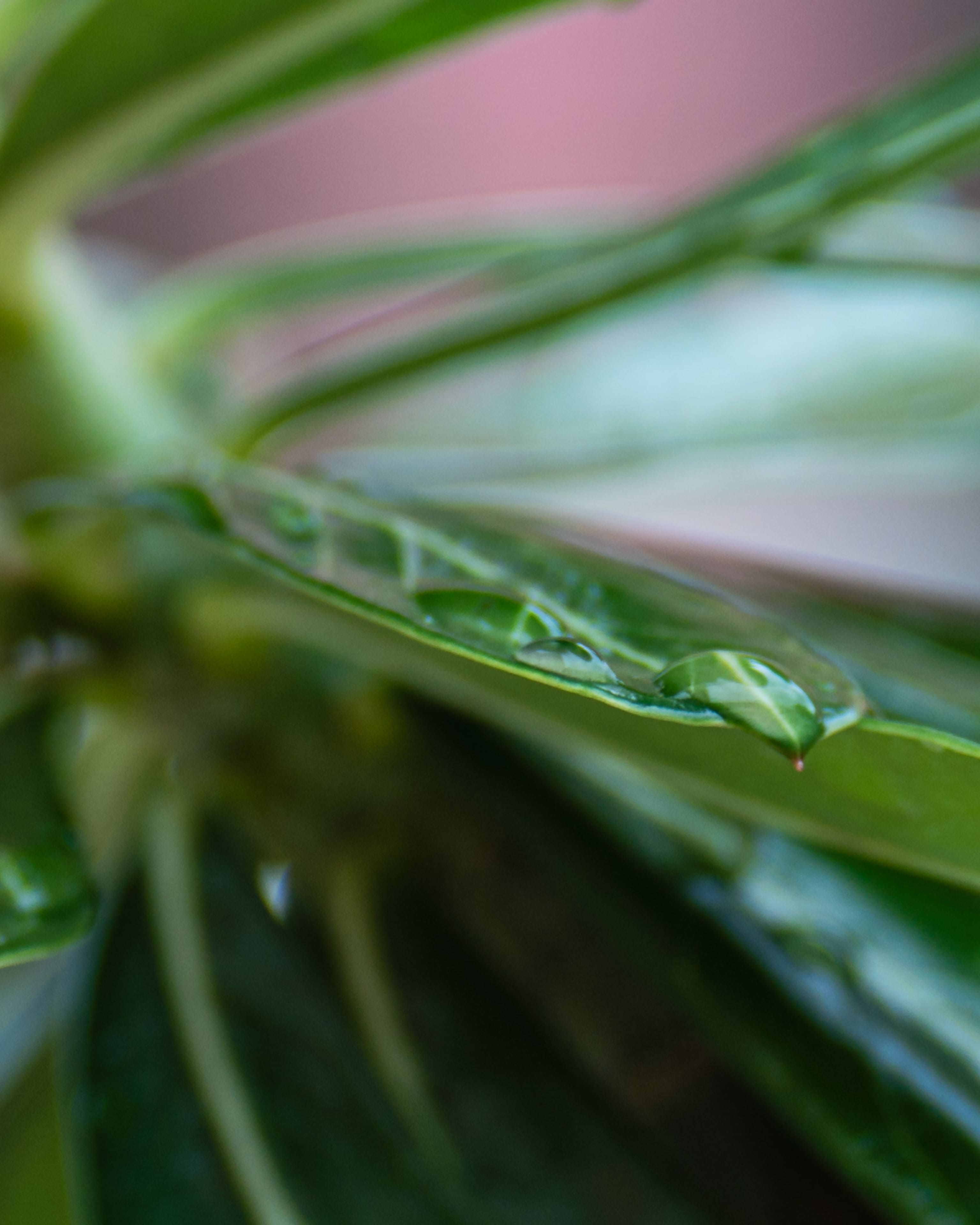 Macro de folha verde com gotas de água