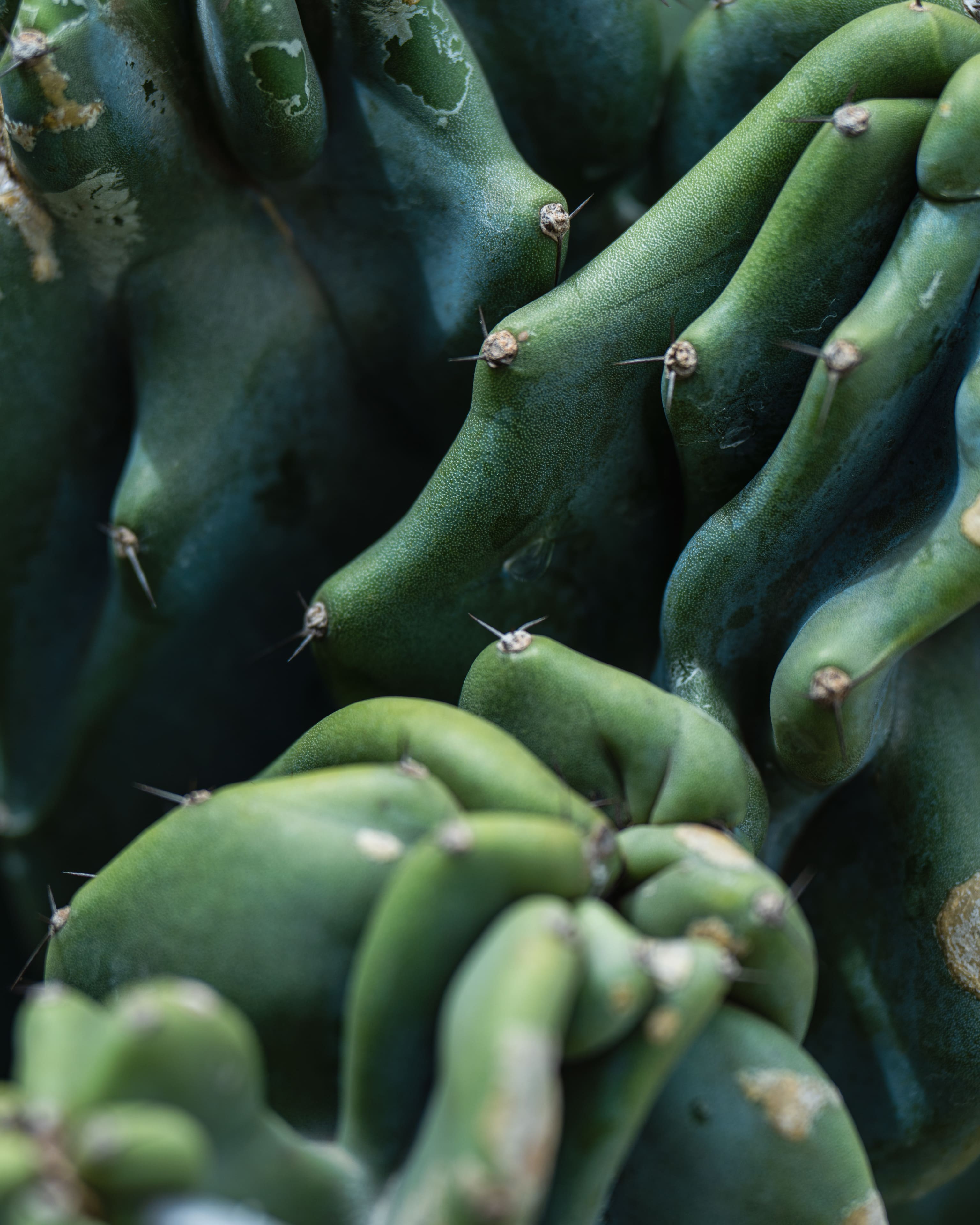 Detalhe de cacto verde